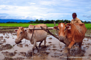 Traditional cultivation in Bangladesh
