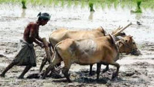 Traditional cultivation in Bangladesh